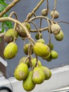 Kedondong fruits hang on the tree branches