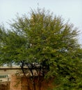 Keeker tree the ever green tree planted in desert areas Royalty Free Stock Photo