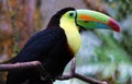 Keel billed colorful beautiful toucan in Costa Rica gorgeous tucan tucano