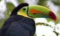 Keel billed colorful beautiful toucan in Costa Rica gorgeous tucan tucano Royalty Free Stock Photo