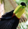 Keel billed colorful beautiful toucan in Costa Rica gorgeous tucan tucano Royalty Free Stock Photo