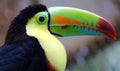 Keel billed colorful beautiful toucan in Costa Rica gorgeous tucan tucano Royalty Free Stock Photo