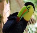 Keel billed colorful beautiful toucan in Costa Rica gorgeous tucan tucano Royalty Free Stock Photo