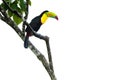 Keel Billed Toucan