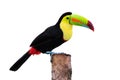 Keel Billed Toucan