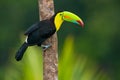 Keel Billed Toucan Royalty Free Stock Photo