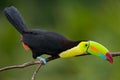 Keel Billed Toucan.