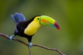 Keel Billed Toucan. Royalty Free Stock Photo