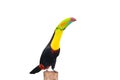 Keel Billed Toucan