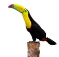 Keel Billed Toucan Royalty Free Stock Photo