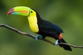 Keel Billed Toucan.