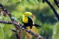 Keel-billed Toucan