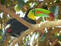 Keel-billed Toucan Royalty Free Stock Photo