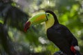 Keel-Billed Toucan