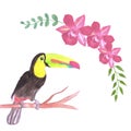 Keel billed Toucan bird or Ramphastidae sulfuratus bird seamless watercolor birds and orchid flowers background Royalty Free Stock Photo