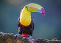 Keel-billed toucan with bright tropical colors sits on branch