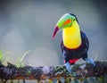 Keel-billed toucan with bright yellow neck, looks forward