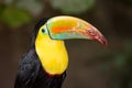 Keel-billed Toucan