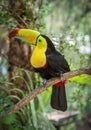 Keel-billed Toucan in Colombia.