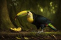 Colorful Keel-billed Toucan Full Body In Forest. Colorful and Vibrant Animal.