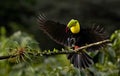 Keel-billed Toucan in Costa Rica