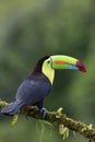 A Keel-billed toucan perched on a mossy branch in Costa Rica Royalty Free Stock Photo