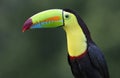 A Keel-billed toucan perched on a mossy branch in Costa Rica Royalty Free Stock Photo