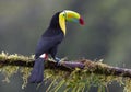 A Keel-billed toucan perched on a mossy branch in Costa Rica Royalty Free Stock Photo