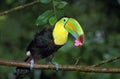 Keel-Billed Toucan, ramphastos sulfuratus, Adult Eating Flower, Costa Rica Royalty Free Stock Photo