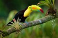 Keel-billed Toucan - Ramphastos sulfuratus also known as sulfur-breasted toucan or rainbow-billed toucan