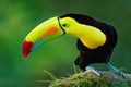 Keel-billed Toucan - Ramphastos sulfuratus also known as sulfur-breasted toucan or rainbow-billed toucan Royalty Free Stock Photo