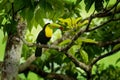 Keel-billed Toucan - Ramphastos sulfuratus also known as sulfur-breasted toucan or rainbow-billed toucan