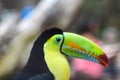 Keel-billed Toucan, Ramphastos sulfuratus, bird with big bill sitting Royalty Free Stock Photo