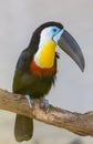 Keel-billed Toucan, Ramphastos sulfuratus, bird with big bill. Toucan sitting on the branch in the forest, green Royalty Free Stock Photo