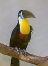 Keel-billed Toucan, Ramphastos sulfuratus, bird with big bill. Toucan sitting on the branch in the forest, green Royalty Free Stock Photo