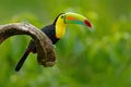 Keel-billed Toucan, Ramphastos sulfuratus, bird with big bill. Toucan sitting on the branch in the forest, green vegetation, Nicar Royalty Free Stock Photo