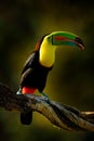 Keel-billed Toucan, Ramphastos sulfuratus, bird with big bill sitting on branch in the forest, Guatemala. Nature travel in central Royalty Free Stock Photo