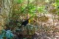 Keel-billed Toucan, Ramphastos sulfuratus, bird with big bill sitting on the branch in the forest, nature travel in central Royalty Free Stock Photo