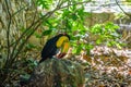 Keel-billed Toucan, Ramphastos sulfuratus, bird with big bill sitting on the branch in the forest, nature travel in central Royalty Free Stock Photo