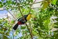 Keel-billed Toucan, Ramphastos sulfuratus, bird with big bill sitting on the branch in the forest, nature travel in central Royalty Free Stock Photo