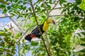 Keel-billed Toucan, Ramphastos sulfuratus, bird with big bill sitting on the branch in the forest, nature travel in central Royalty Free Stock Photo