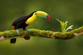 Keel-billed Toucan, Ramphastos sulfuratus, bird with big bill. Toucan sitting on the branch in the forest, Boca Tapada, green vege Royalty Free Stock Photo