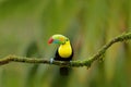Keel-billed Toucan, Ramphastos sulfuratus, bird with big bill. Toucan sitting on the branch in the forest, Boca Tapada, green vege