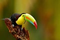 Keel-billed Toucan, Ramphastos sulfuratus, bird with big bill. Toucan sitting on the branch in the forest, Boca Tapada, Laguna de Royalty Free Stock Photo