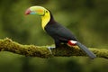 Keel-billed Toucan, Ramphastos sulfuratus, bird with big bill. Toucan sitting on branch in the forest, Mexico. Nature travel in ce Royalty Free Stock Photo