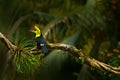 Keel-billed Toucan, Ramphastos sulfuratus, bird with big open bill. Toucan sitting on the branch, forest, Boca Tapada, green veget Royalty Free Stock Photo