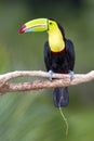 Keel-billed Toucan Ramphastos sulfuratus, Costa Rica