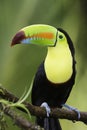 Keel-billed toucan (Ramphastos sulfuratus), Costa Rica