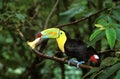 Keel-Billed Toucan, ramphastos sulfuratus, Eating Flower, Costa Rica Royalty Free Stock Photo