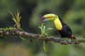 Keel-billed Toucan - Ramphastos sulfuratus Royalty Free Stock Photo